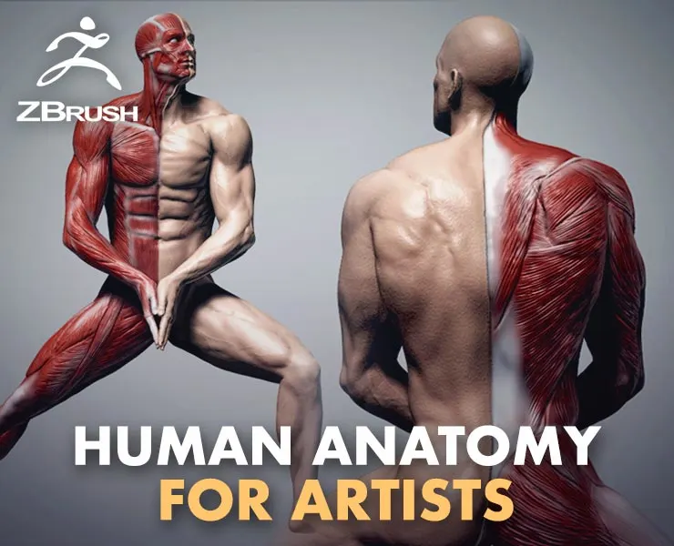 Human Anatomy for Artists