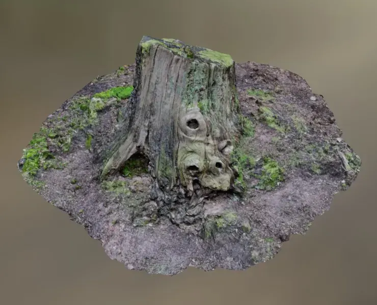 Tree Stump 001