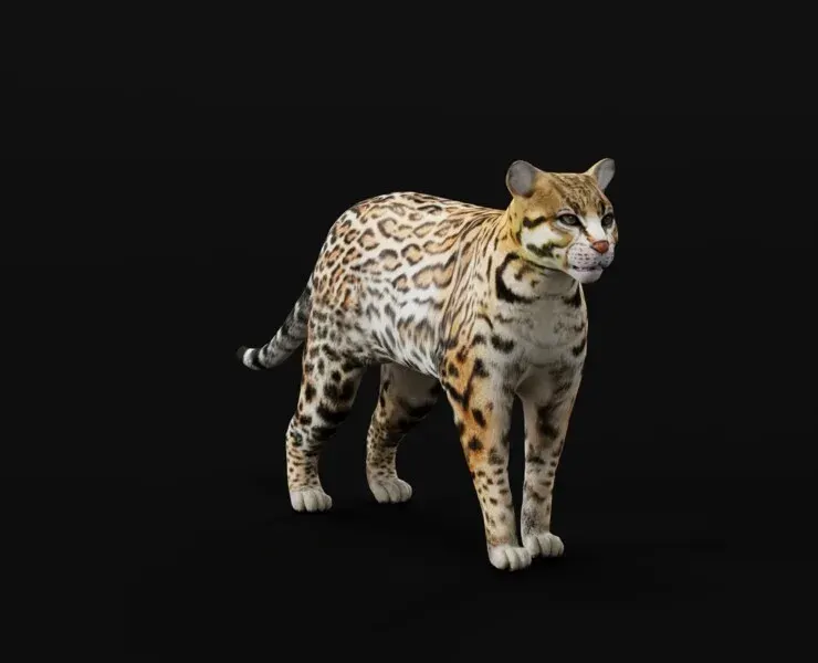 Ocelot Wild Cat