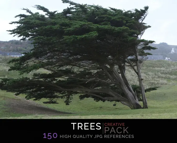 Trees CREATIVE PACK
