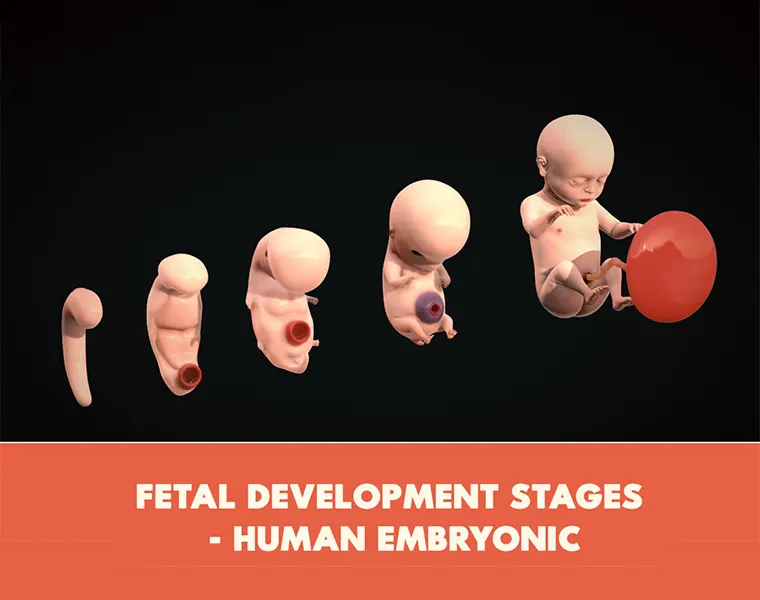 Fetal Development Stages - Human embryonic