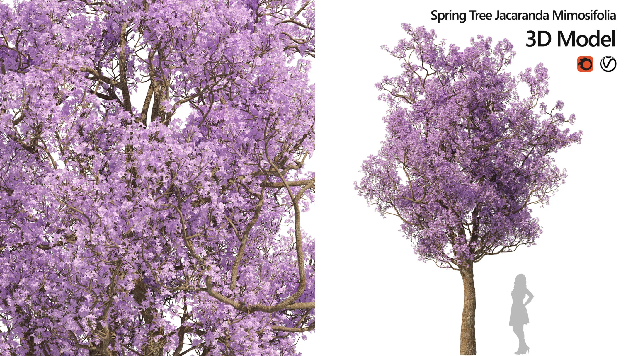 Spring Jacaranda Mimosifolia Tree