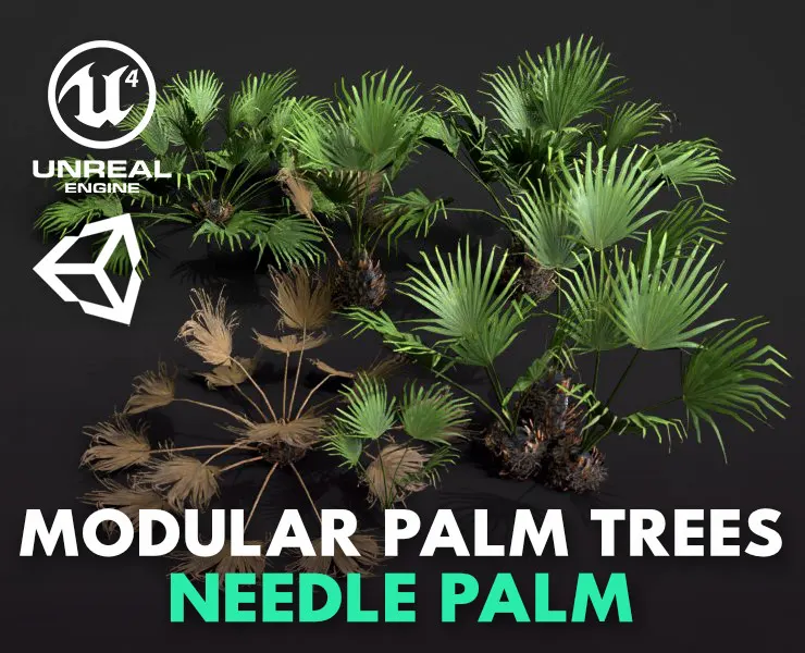 Modular Needle Palm Tree - Rhapidophyllum Hystrix