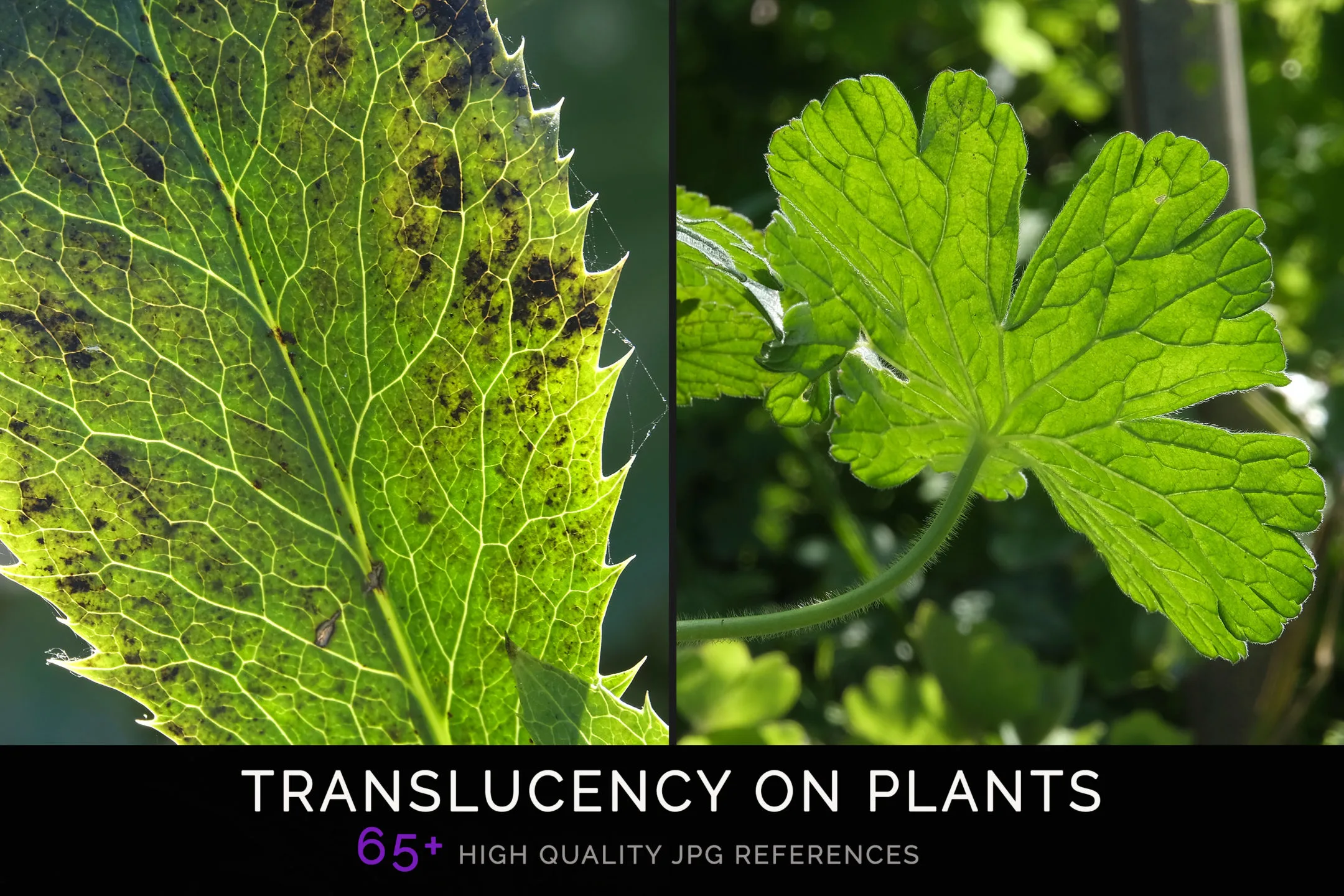 TRANSLUCENCY ON PLANTS