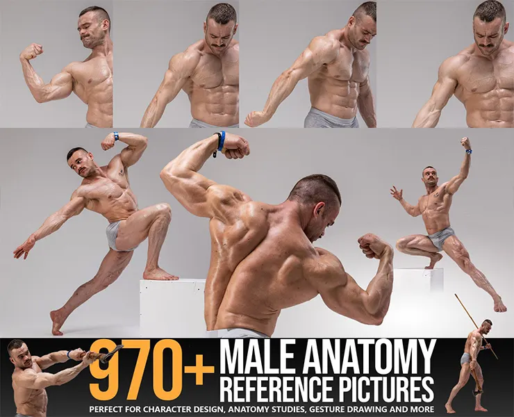 970+ Male Anatomy Reference Pictures