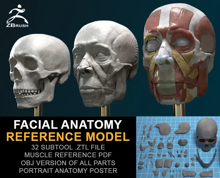 Facial Anatomy Reference Model for Artists