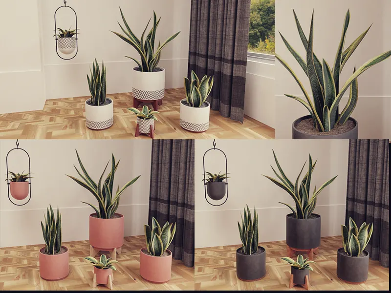 Snake Plants Collection Plants Vol 01