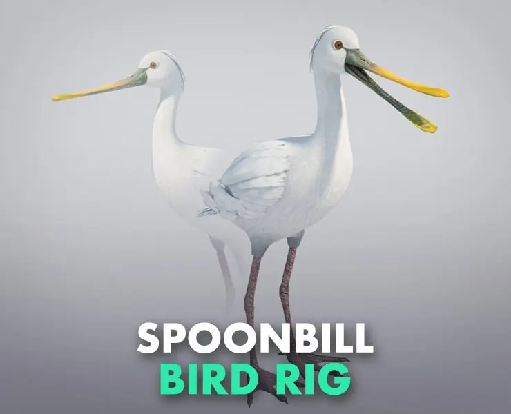 Spoonbill Bird Rig