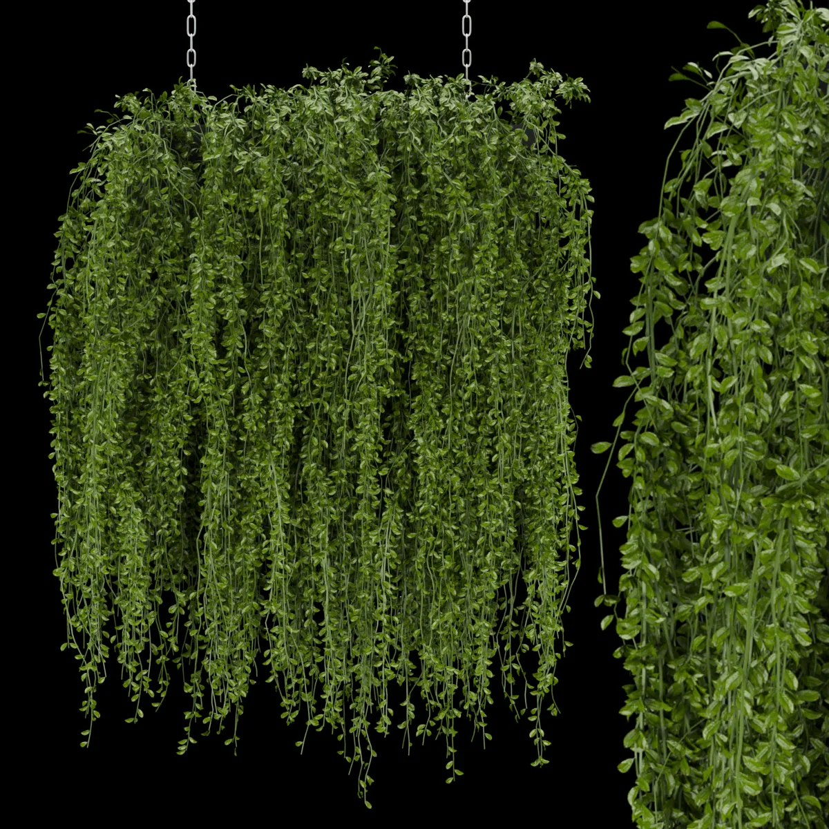 Collection plant vol 202 - ivy - hanging - leaf - blender - 3dmax - cinema 4d