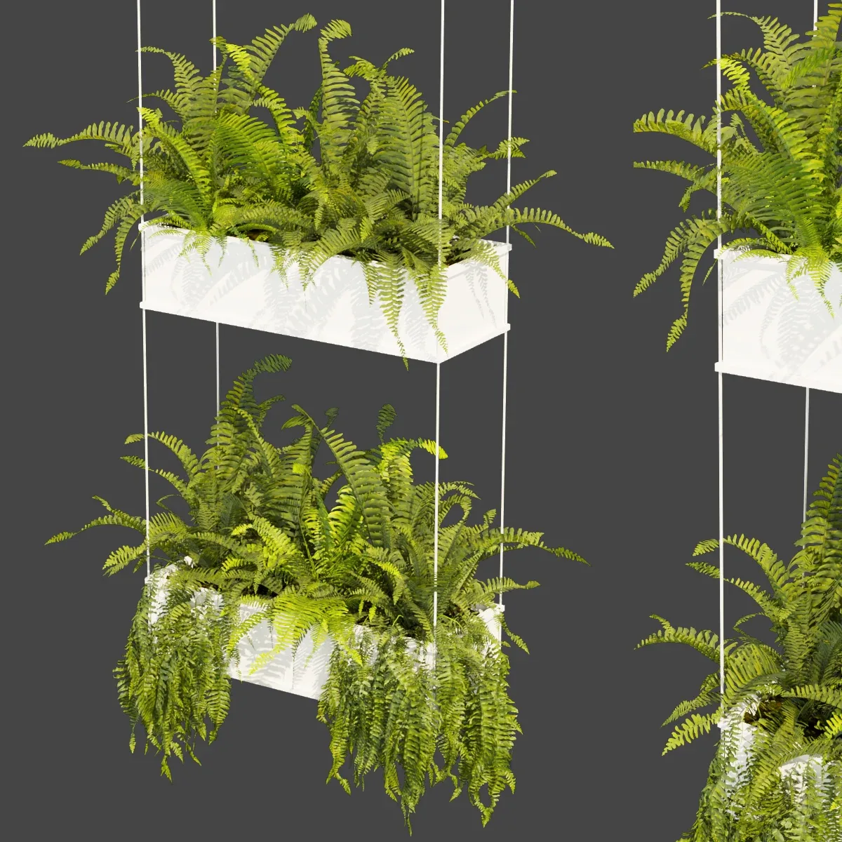 Collection plant vol 363 - fern - leaf - hanging - ampelous - 3dmodel - blender - 3dmax - cinema 4d