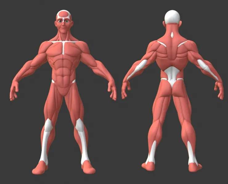 Stylized Male Anatomy Ecorche