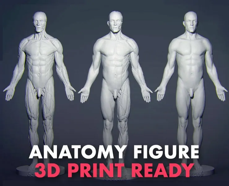 Anatomy Figure for Artists