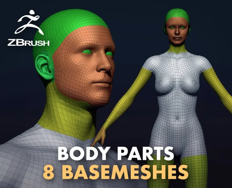 Body Parts Basemeshes Only for Zbrush