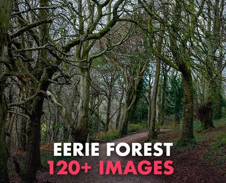 Eerie Forest Photopack 120+ Images