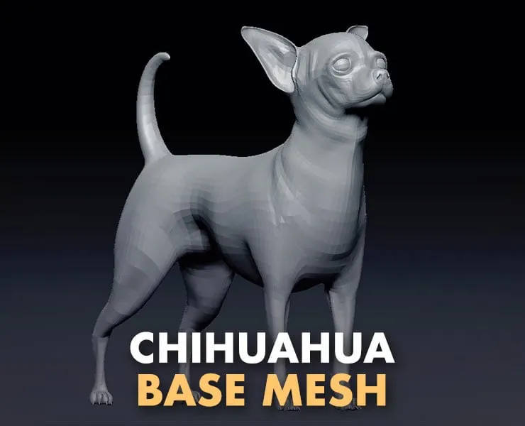 Chihuahua Base Mesh 3D model