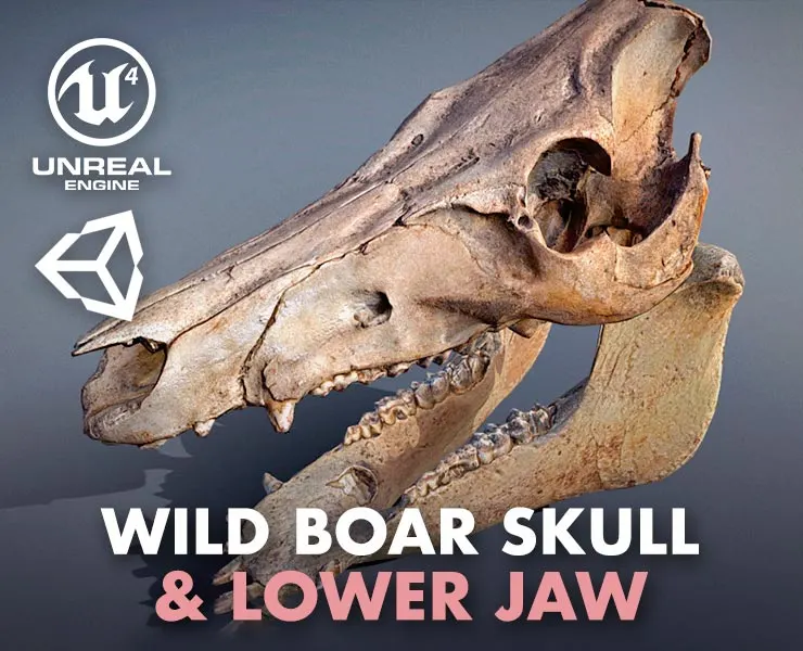 Wild Boar Skull & Lower Jaw