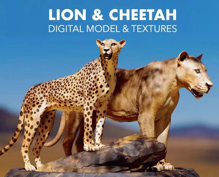 Lion & Cheetah - Digital Model & Textures