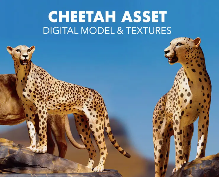 Cheetah - Digital Model & Textures