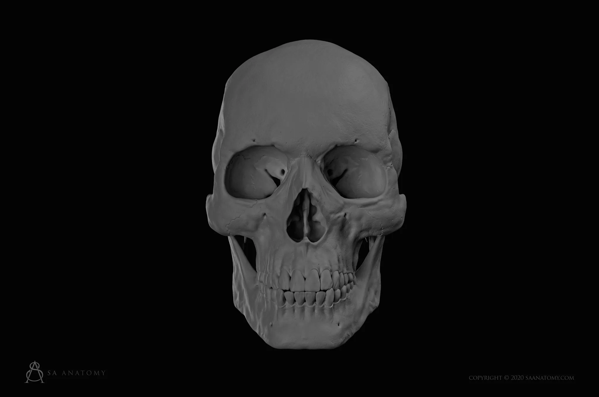 HD Male Skull