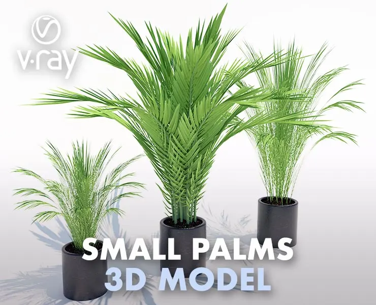 Small Palms