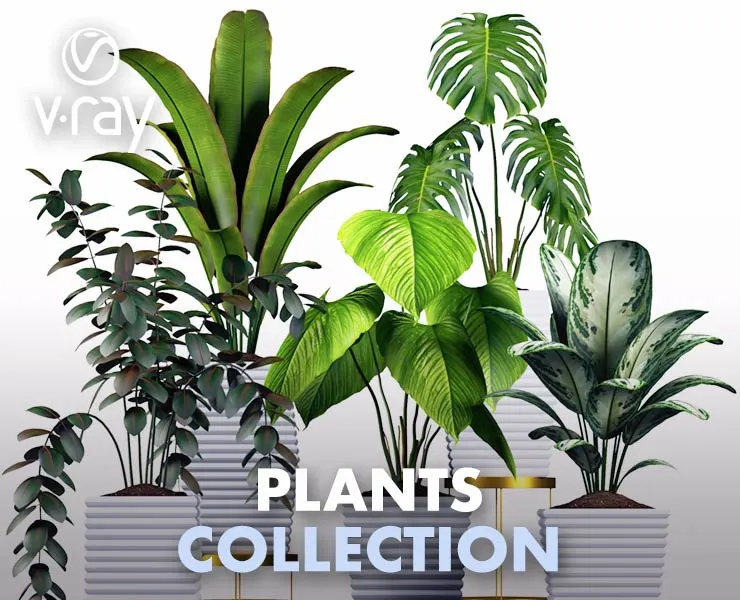 Plants Collection 3
