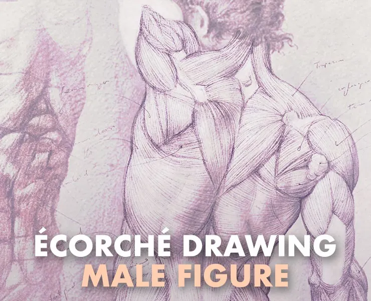 Écorché Drawing: The Male Figure