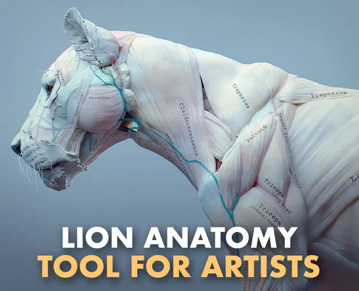 Lion Anatomy Tool for Artists