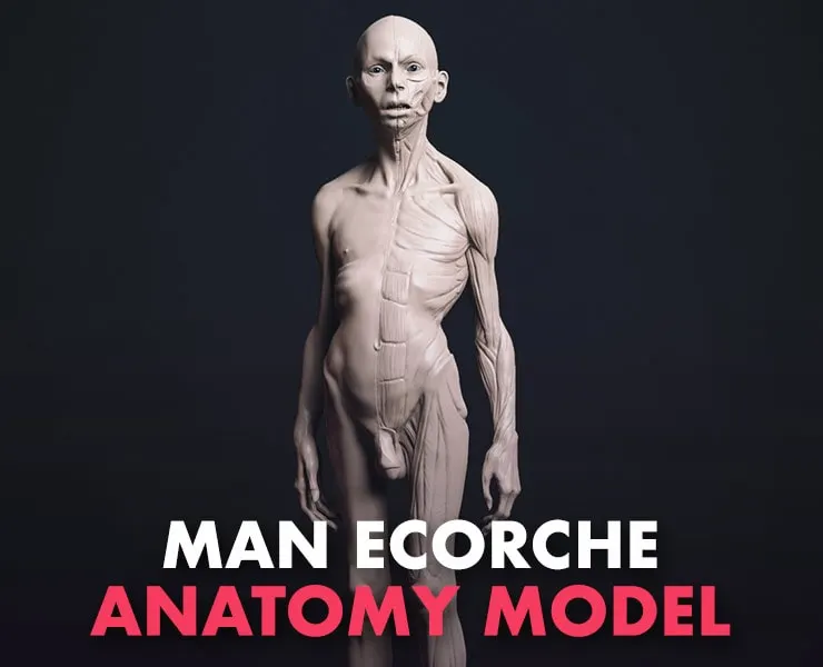 Man Ecorche Anatomy Model