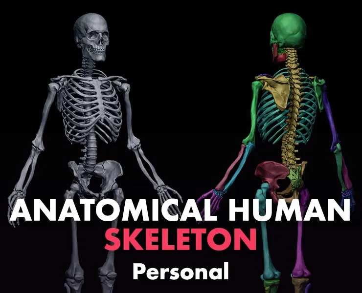 Anatomical Human Skeleton