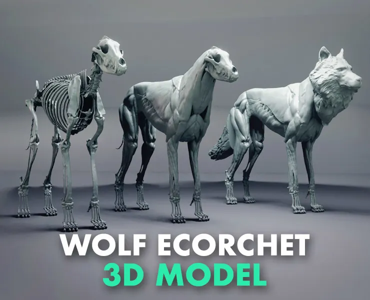 Wolf Ecorchet