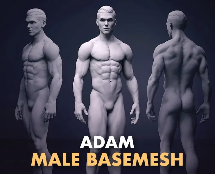 Male BaseMesh - Adam