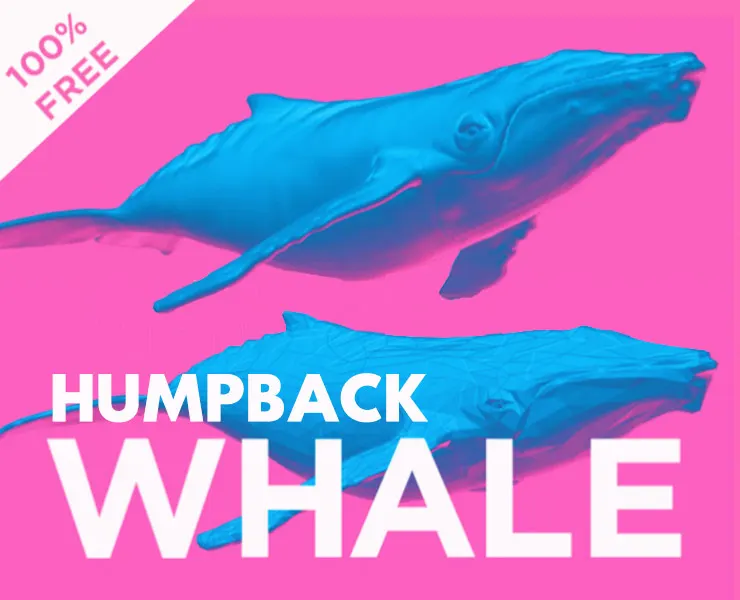 Humpback Whale Free