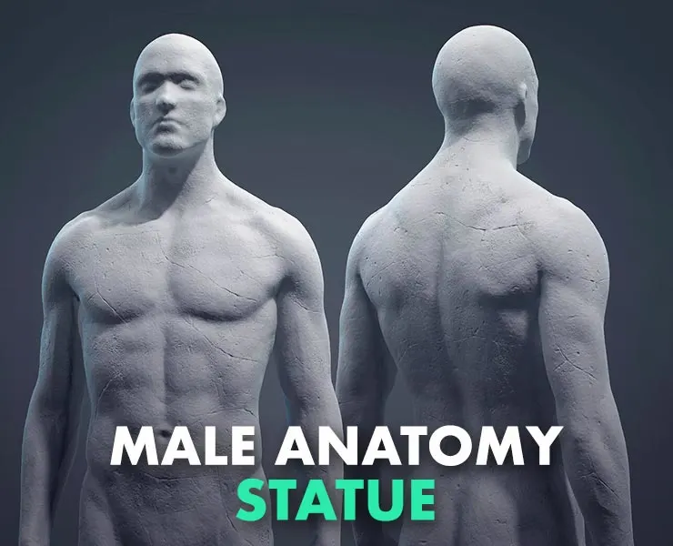 Male Anatomy Statue