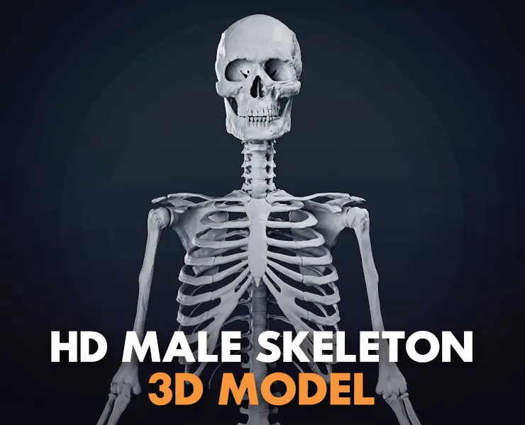 HD Male Skeleton