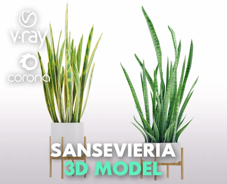 Sansevieria 2