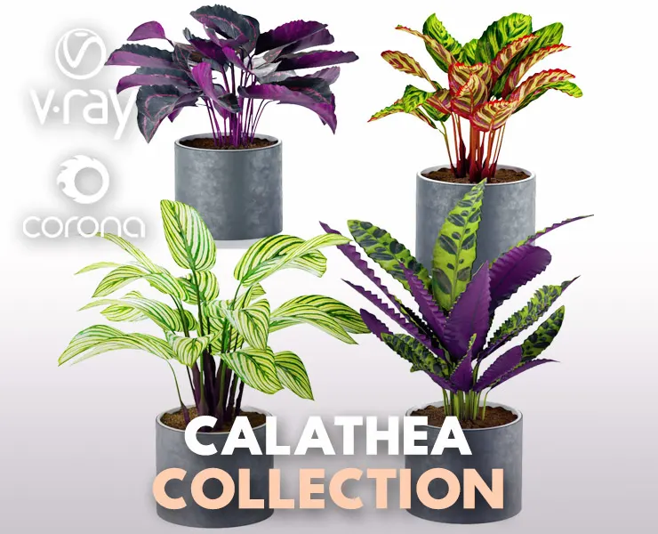 Calathea Collection 2