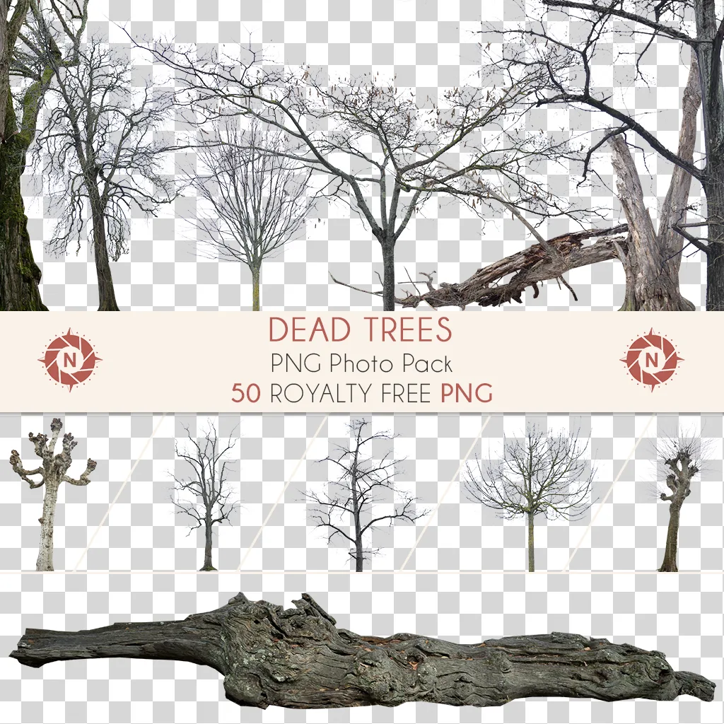 PNG Photo Pack: Dead Trees