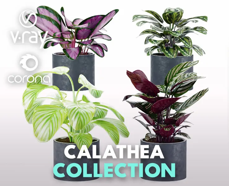 Calathea Collection 3