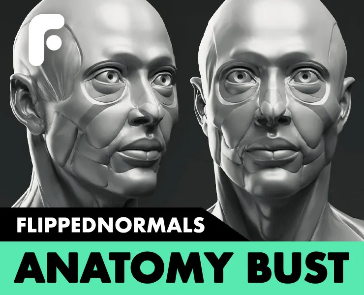 FlippedNormals Anatomy Bust