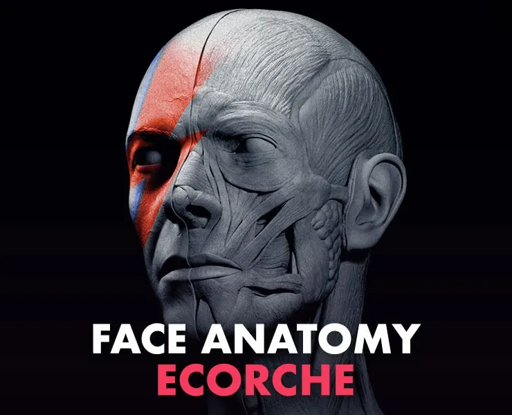 David Bowie Face Anatomy - Ecorche