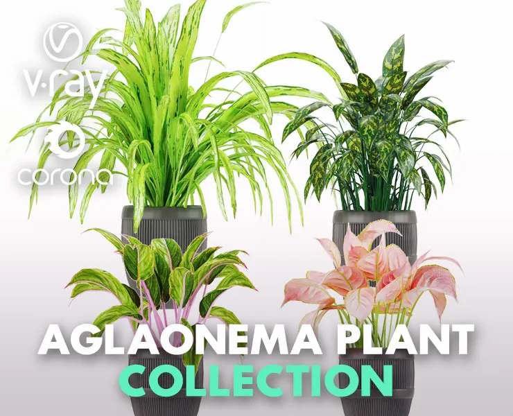 Collection Plant Aglaonema