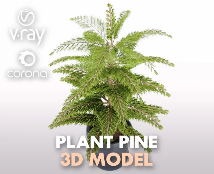 Plant 003 Pine