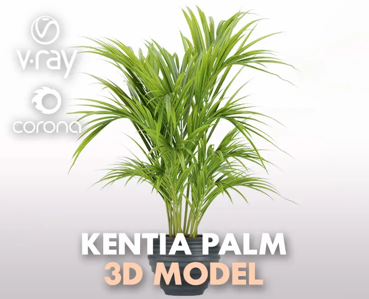 Plant 004 Kentia Palm