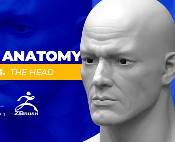 Vol. 5: Anatomy Head Musculature - 3D Master, From Zero to Hero