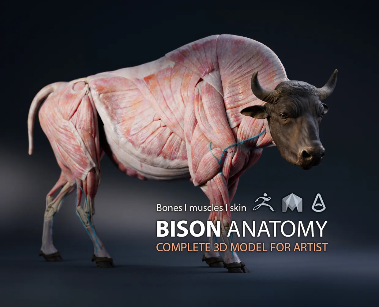 Bison Anatomy - Skin ; Muscles ; Bones Simulation - Model & Textures