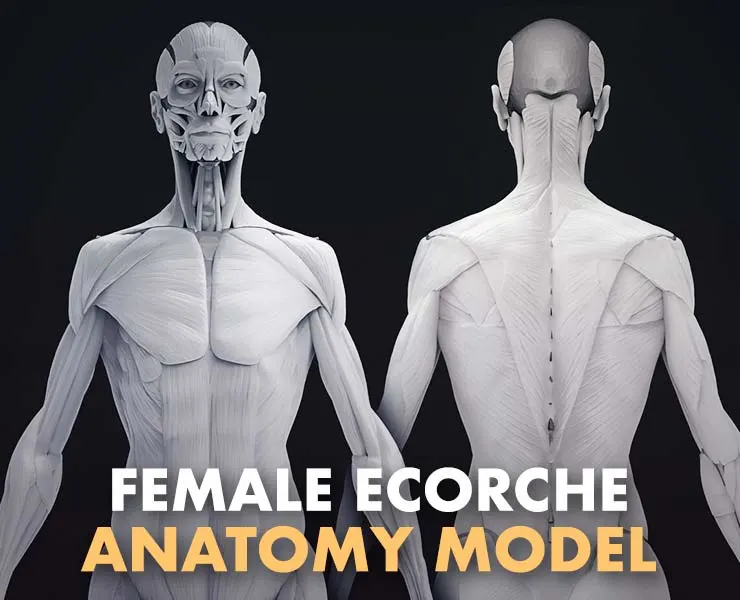 Female Ecorche - Anatomy Model