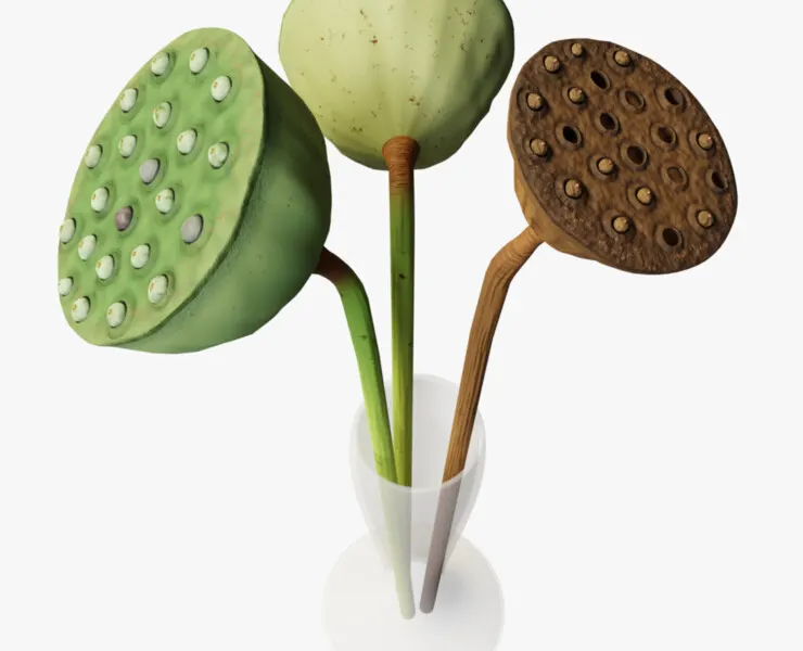 Lotus seed pods