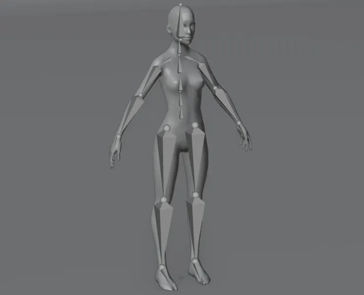 Female Body Base Mesh Animated and Rigged 3D Model