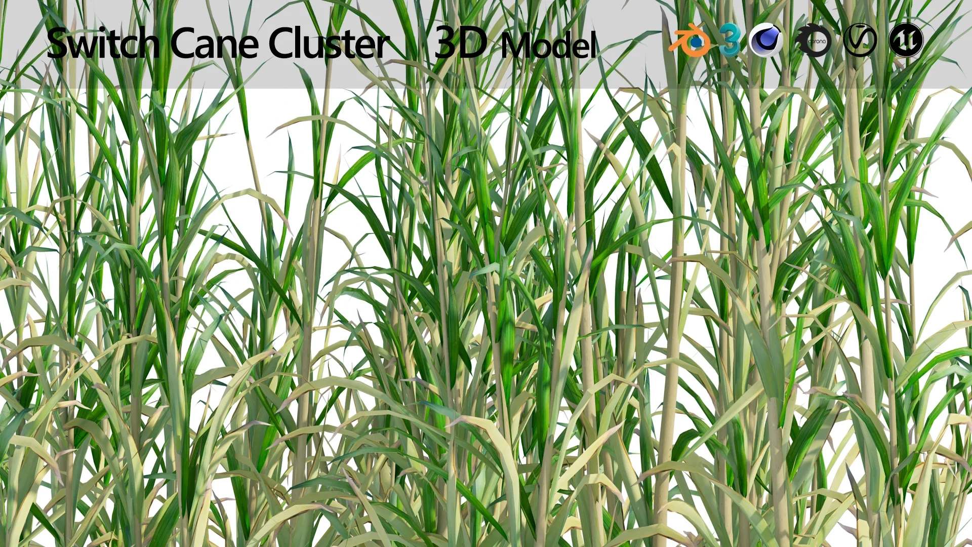 Rigged Switch cane Cluster FlippedNormals