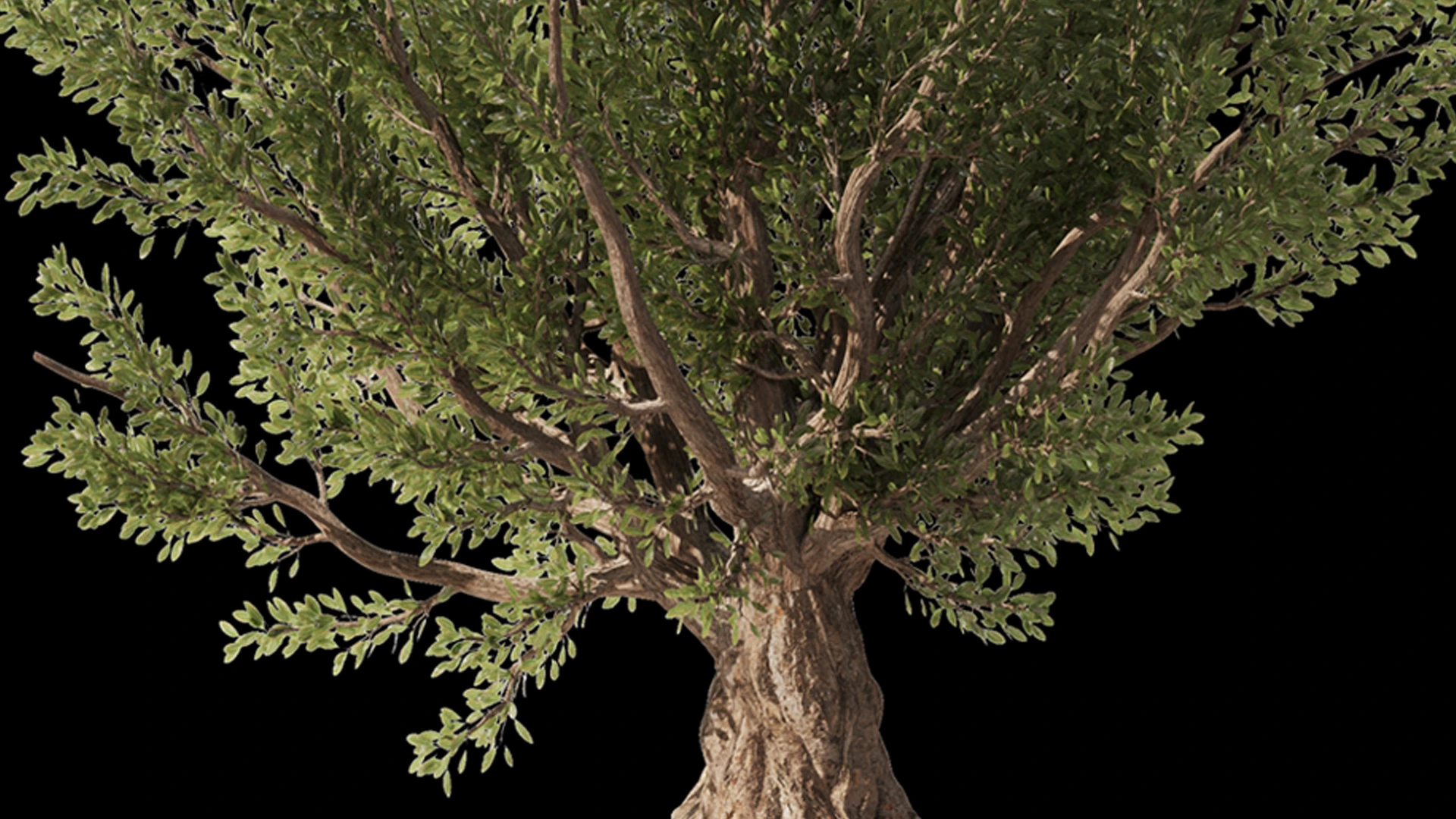 Olive Tree Set4 (2 diffrent trees+13 - FlippedNormals